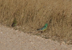 Red Rumped Parrots
